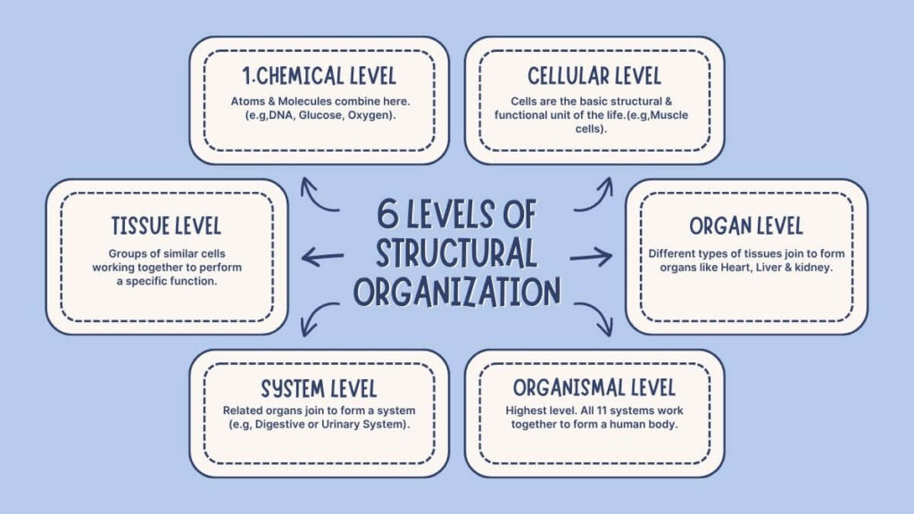 6 Levels of Structural Organization
