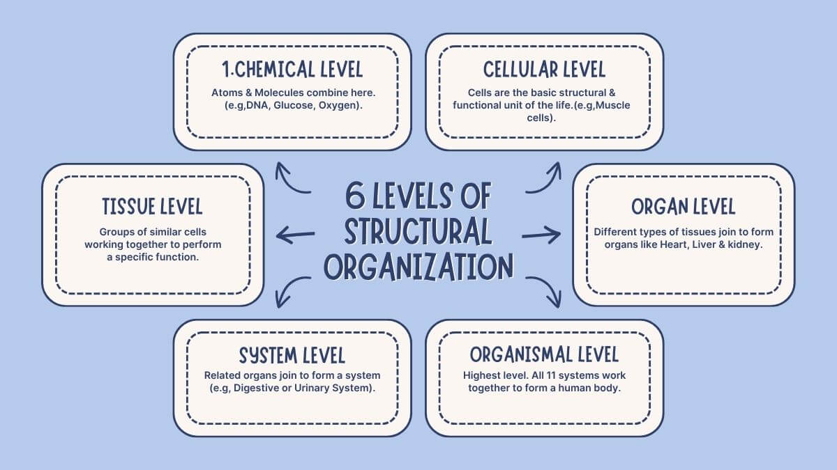 PR Yadav Chapter 1 levels of Structural Organization