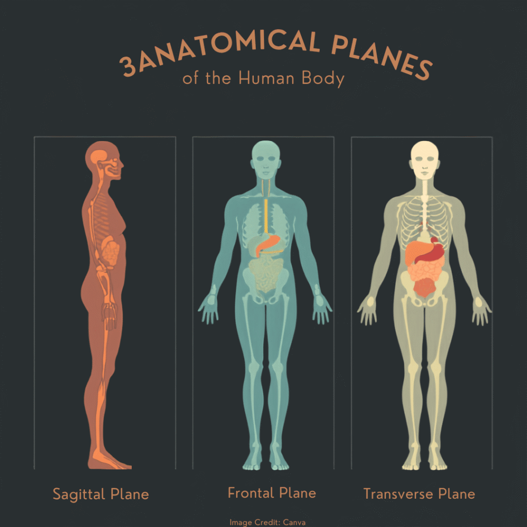 "Anatomical diagram showing the 3 primary planes of the human body: Sagittal planes, Frontal, and Transverse planes."