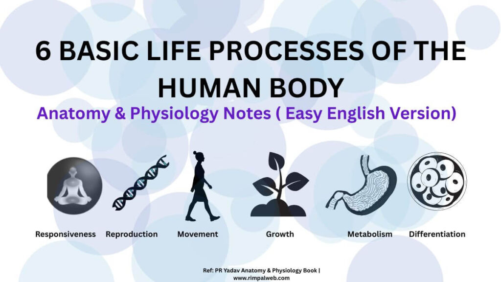 6 Basic Life Processes of the human Body-Anatomy and Physiology Notes