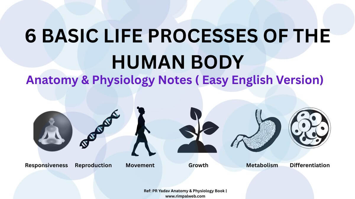6 Basic Life Processes of the human Body-Anatomy and Physiology Notes