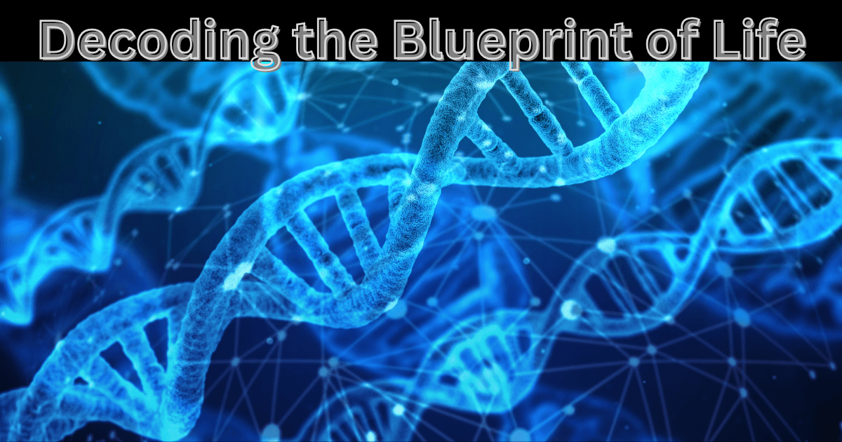 Nucleic Acid Structure and Function DNA vs RNA