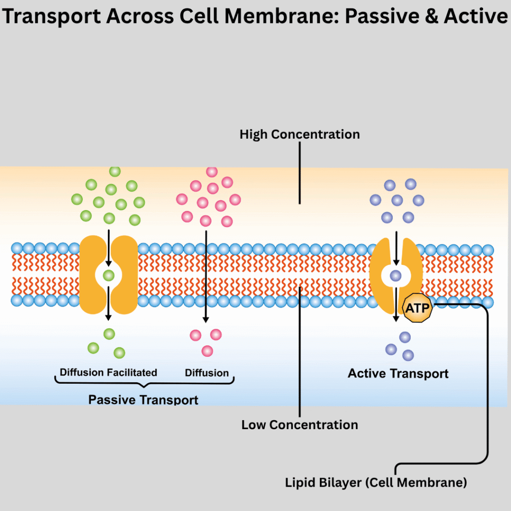 Cell membrane transport processes for nursing