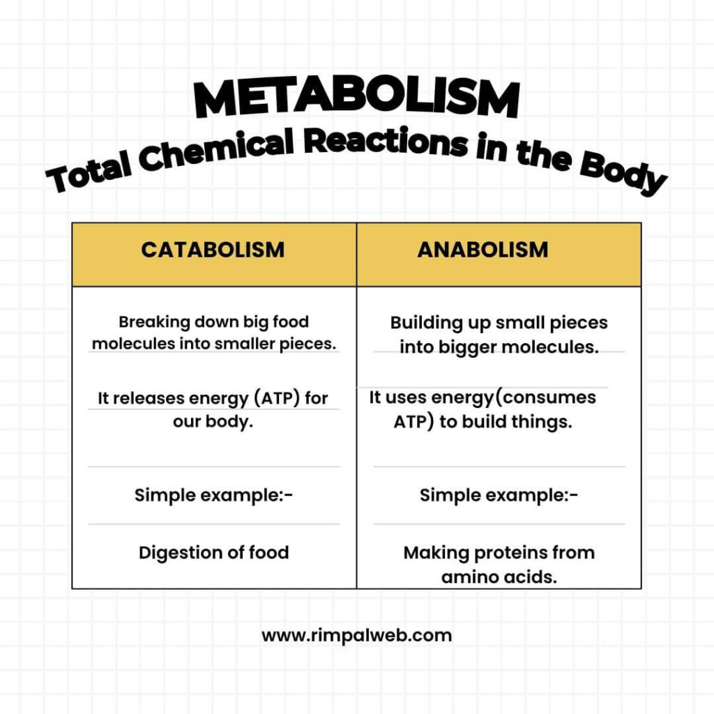 Difference between Catabolism and Anabolism in 6 basic life processes
