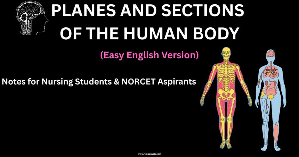 "Anatomical Planes and Sections of the Human Body in Easy English for nursing students and NORCET exam preparation."