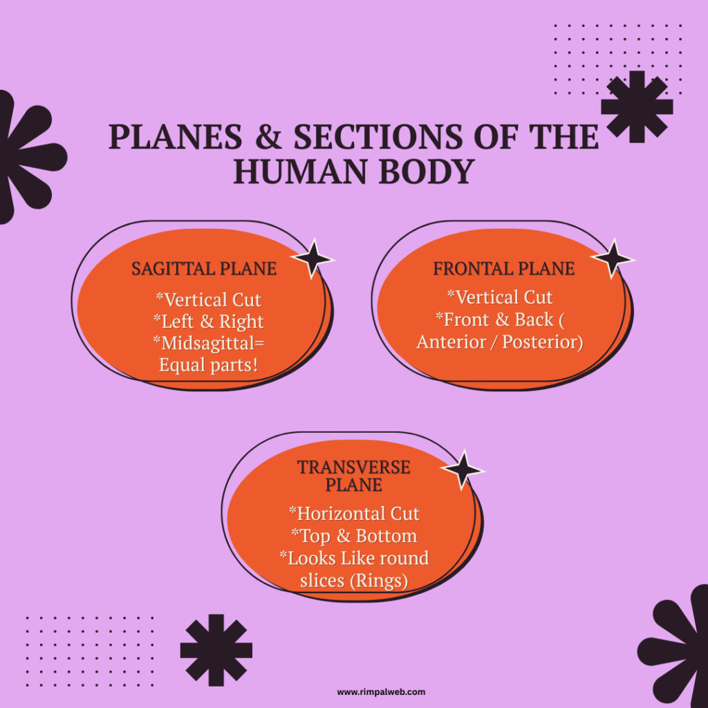 "Visual Summary showing Sagittal, Frontal, and Transverse anatomical planes and sections of the human body for nursing students."