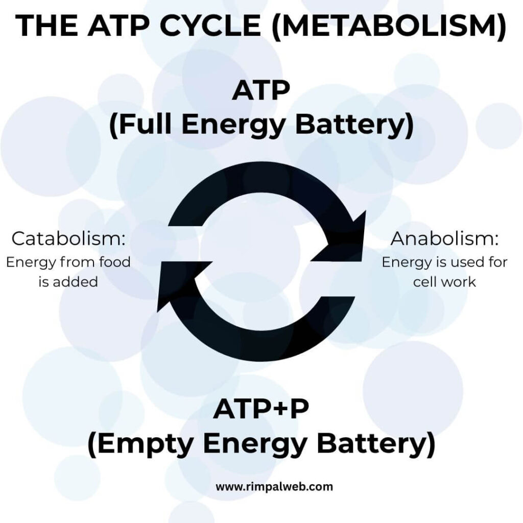 Role of ATP energy in human body metabolism