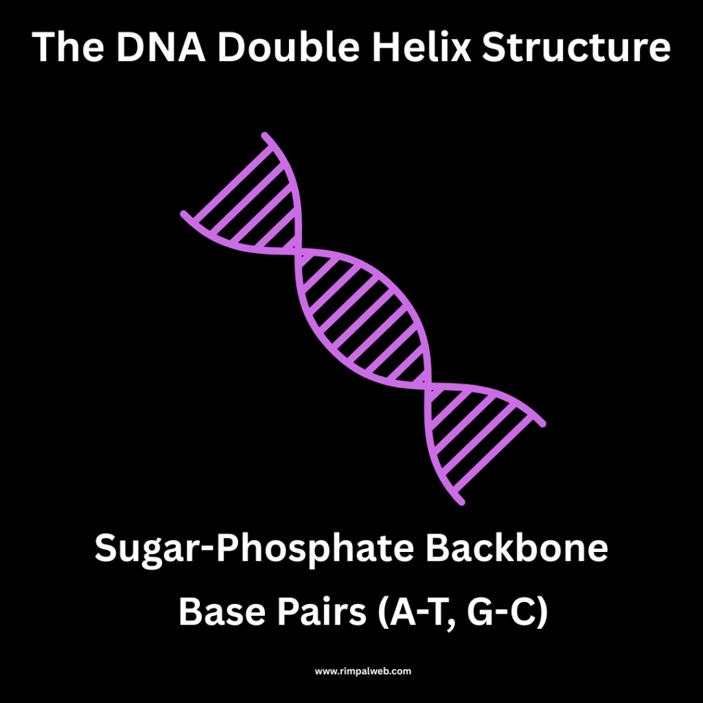 "The DNA Double Helix: Structure and Architecture of Life"