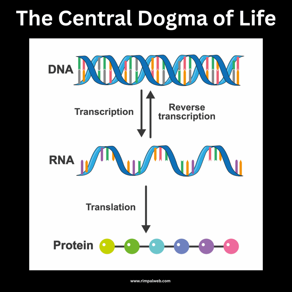 "The Central Dogma: How DNA Becomes Proteins"