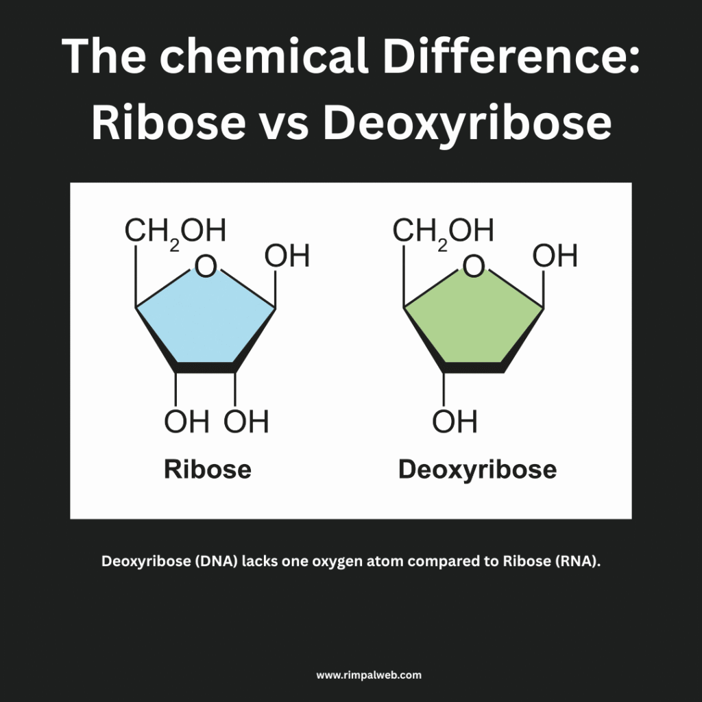 Nucleic Acid Structure and Function:
Ribose vs Deoxyribose